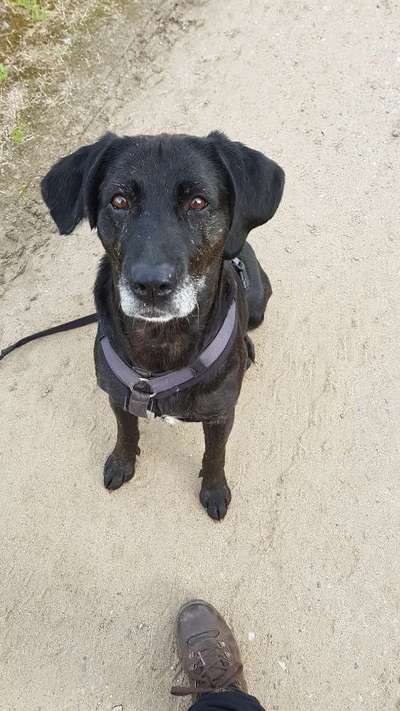 Labradorfans-Beitrag-Bild