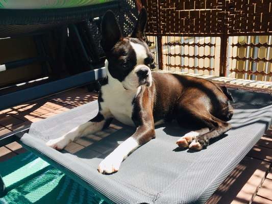 Boston Terrier Liebhaber❤️-Beitrag-Bild