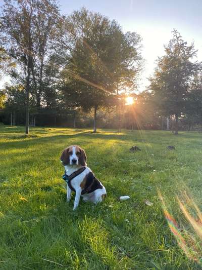 Hundetreffen-Gemeinsamer Spaziergang/ kleine Wanderung-Bild