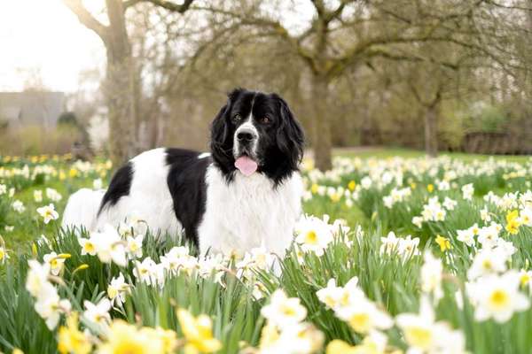 Die Dogorama Monats Challenge "Es grünt und blüht"-Beitrag-Bild