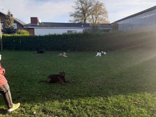 Bester Freund, Hundekumpel - zeigt her!-Beitrag-Bild