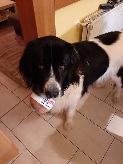 Zeig dein Hund mit seinem Lieblingsspielzeug-Beitrag-Bild