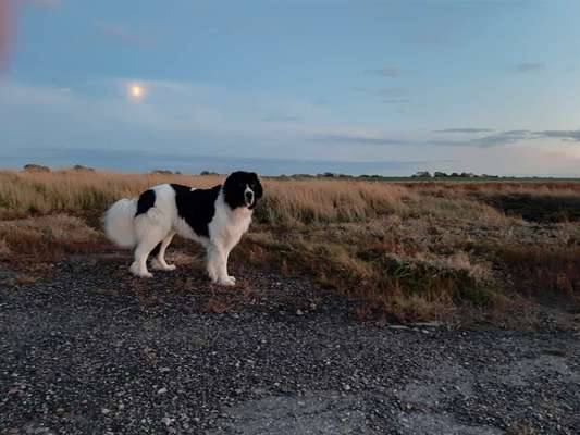 Die Dogorama Kalender Challenge Teil 1/4-Beitrag-Bild