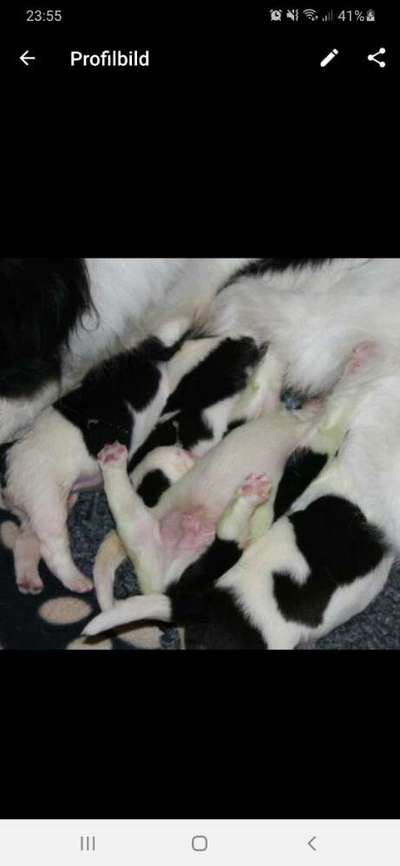 Welpen Bilder !-Beitrag-Bild