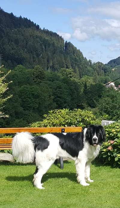 Die Dogorama Kalender Challenge 4/4-Beitrag-Bild