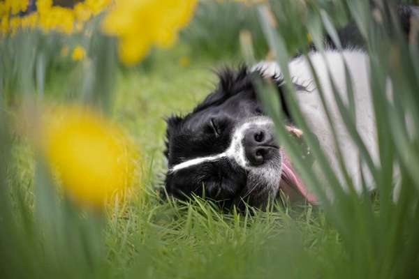 Fotochallenge Nr. 59 - Mein Hund zeigt die Zunge-Beitrag-Bild