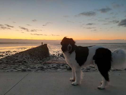 Die Dogorama Wochen Challenge-Beitrag-Bild