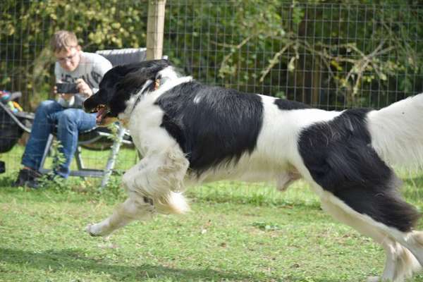 Fotochallenge 66 ~ Rennaction -Zeig deinen Hund im Lauf-Beitrag-Bild