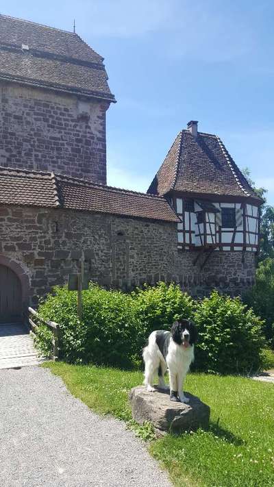 Hunde im Urlaub-Beitrag-Bild