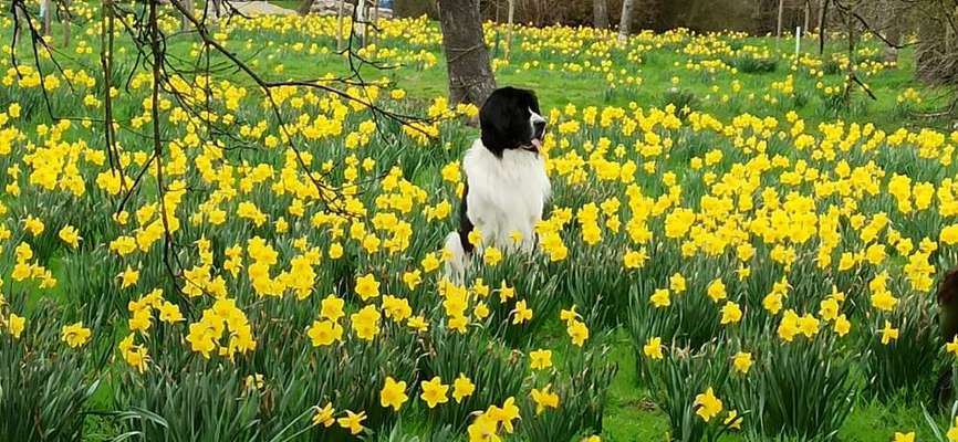 Challenge 23 : "  Euer Hund beim Frühlingserwachen "-Beitrag-Bild