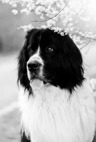 Foto-Challenge 76: Foto in Schwarz-Weiss-Beitrag-Bild