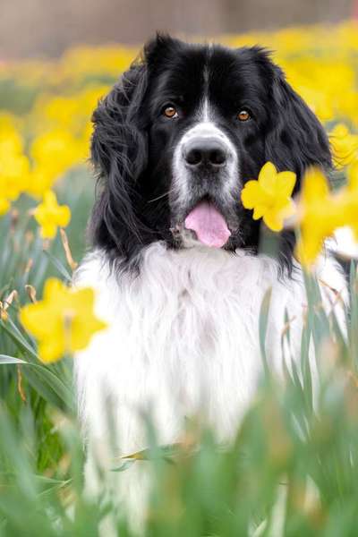 Dogorama Photo Challenge - Der Frühling kommt-Beitrag-Bild