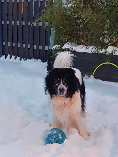 Fotochallenge 61 ~ Schnee-Beitrag-Bild