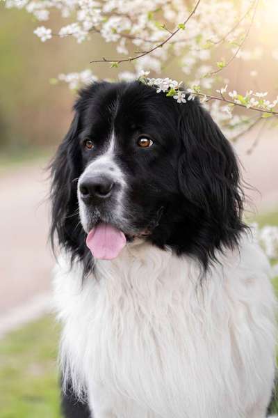 Testrunde Tierportraits aus Öl-Beitrag-Bild