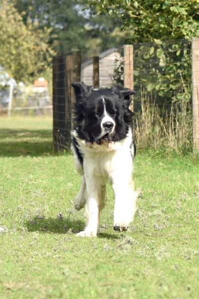 Dogorama Photo Challenge - Tricks, Tricks & Tricks!-Beitrag-Bild