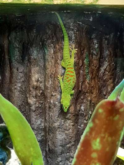 Andere Haustiere?-Beitrag-Bild