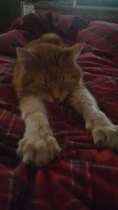 Andere Haustiere?-Beitrag-Bild