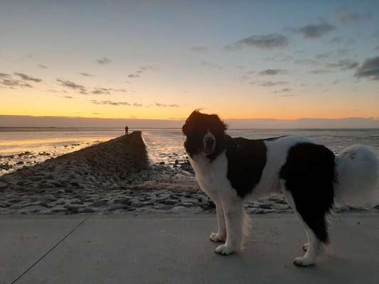 Seltene Rassen!-Beitrag-Bild