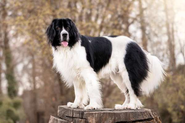 Die Dogorama Kalender Challenge Titelbild-Beitrag-Bild