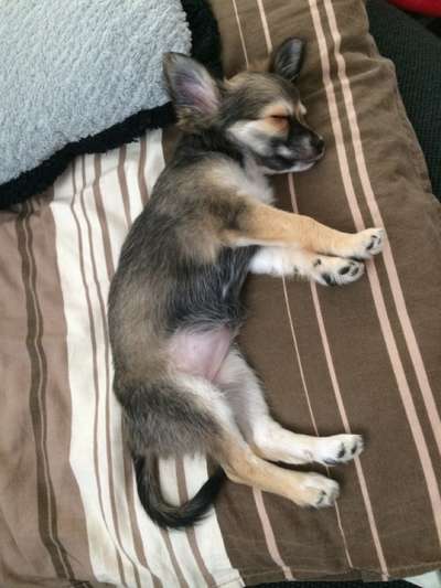 Welpen Bilder !-Beitrag-Bild