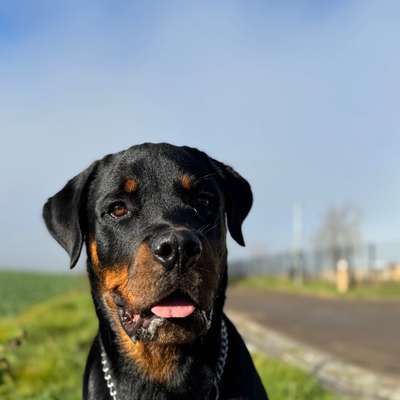 Hundetreffen-Spiel Gefährte gesucht-Bild