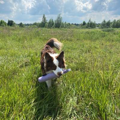 Hundetreffen-Spiel- und Gassirunde-Bild