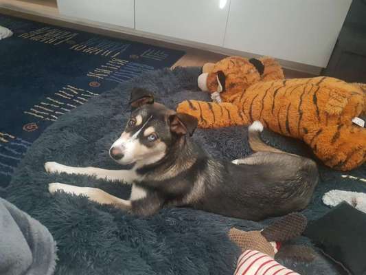 Appenzeller Sennenhunde-Beitrag-Bild