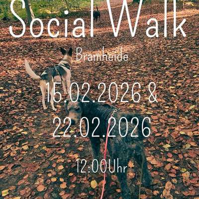 Giftköder-Social Walk-Bild