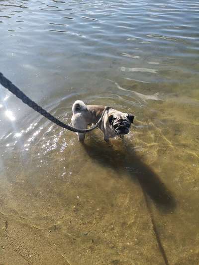 Hundetreffen-Gemütliche Gassirunde-Bild