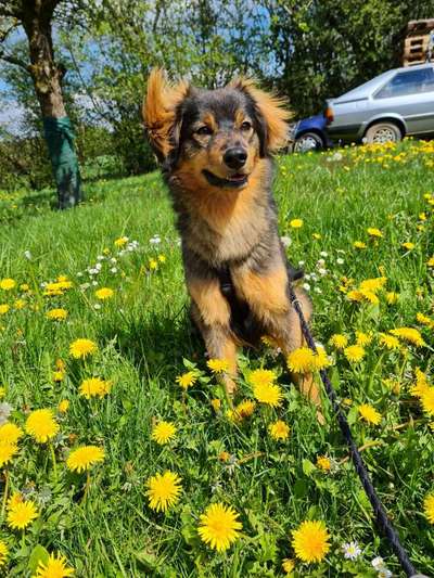 Hundetreffen-Junghund treffen und gemeinsam trainieren-Bild