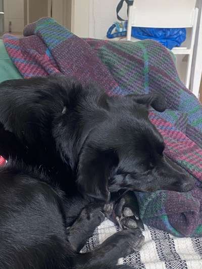 Hundetreffen-Play date or dog walk around Wedding/Prenzlauer Berg/Gesundbrunnen-Bild