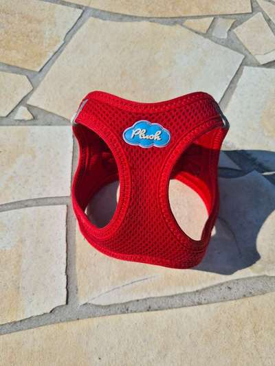 Wo sind die Chihuahua Besitzer ?-Beitrag-Bild