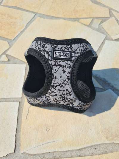 Wo sind die Chihuahua Besitzer ?-Beitrag-Bild