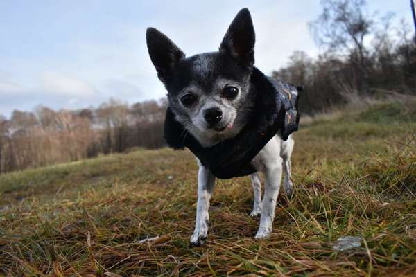 Wo sind die Chihuahua Besitzer ?-Beitrag-Bild