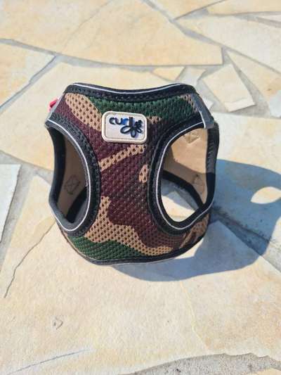 Wo sind die Chihuahua Besitzer ?-Beitrag-Bild