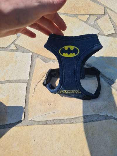 Wo sind die Chihuahua Besitzer ?-Beitrag-Bild