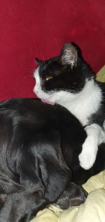 Hund und Katz Momente-Beitrag-Bild