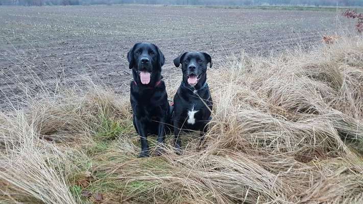 Labradorfans-Beitrag-Bild