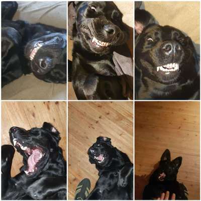 Lachen😀 eure Hunde auch so gerne😂-Beitrag-Bild