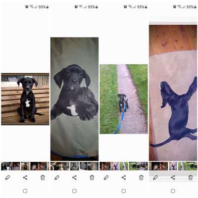 Welpen Bilder !-Beitrag-Bild