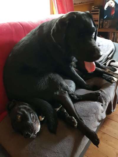 Bester Freund, Hundekumpel - zeigt her!-Beitrag-Bild