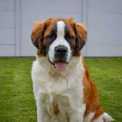 Hundetreffen-Spielrunde große Hunde-Bild