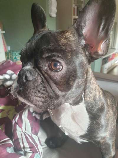 Französische Bulldoggen-Beitrag-Bild