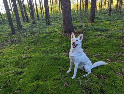 Foto -Challenge  Thema : Dein Hund Im Wald-Beitrag-Bild