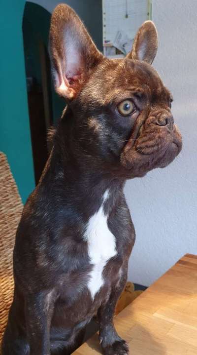 CHALLENGE NR. 19 - Der Hundeblick-Beitrag-Bild