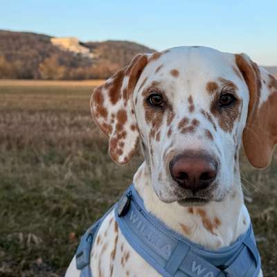Hundetreffen-Play-Dates und Gemeinsame Spaziergänge🐾-Bild