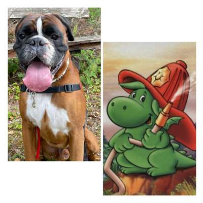 Wie heißt dein Hund?-Beitrag-Bild