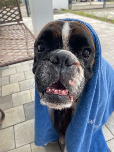 Boxer ???-Beitrag-Bild