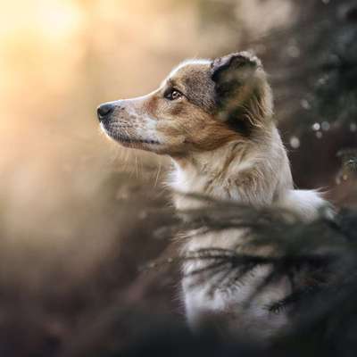 %{de_profession_title}-Tierfotografie in der Natur-Bild