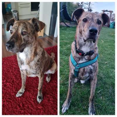 Mischlinge raten - Rätselspaß-Beitrag-Bild